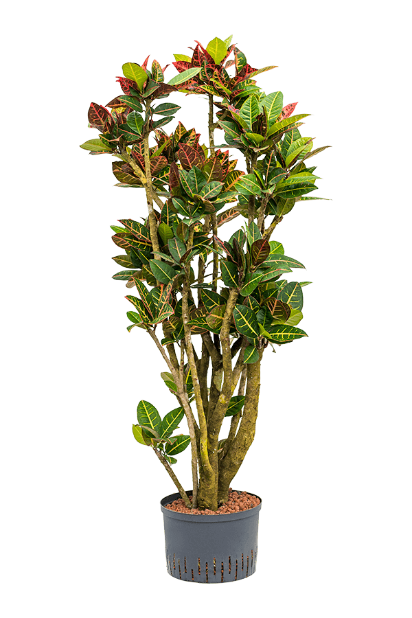 Hydroplant Croton (Codiaeum) Variegatum Petra
