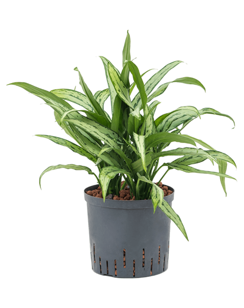 Hydroplante Aglaonema