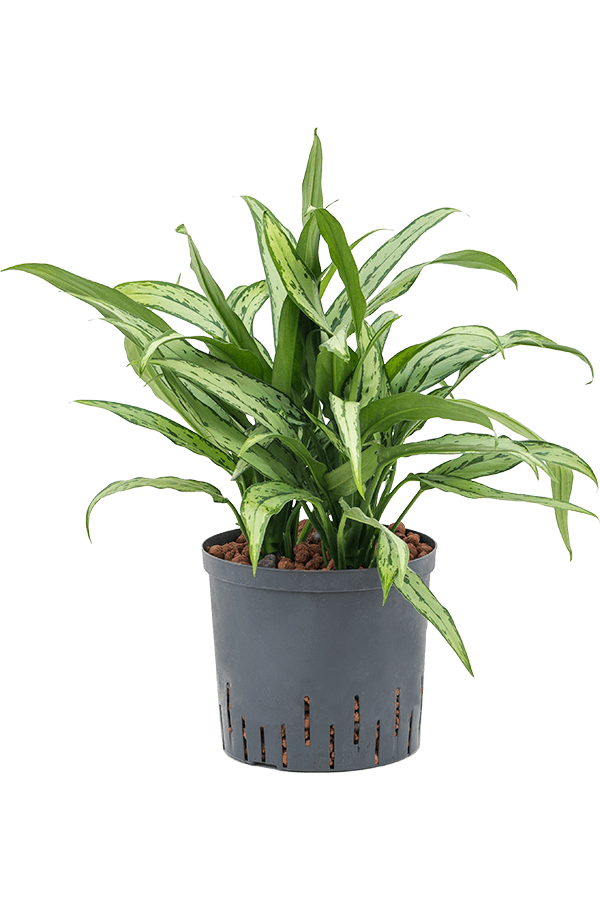 Hydroplant Aglaonema Cutlass