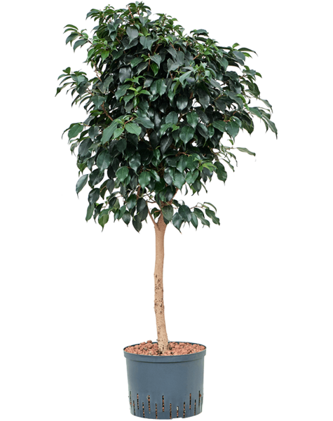 Hydroplant Ficus