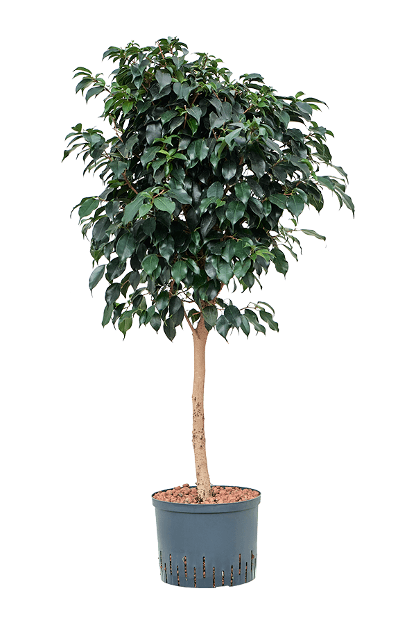 Hydroplante Ficus Benjamina Danielle