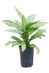 Hydroplante Aglaonema Silver Queen