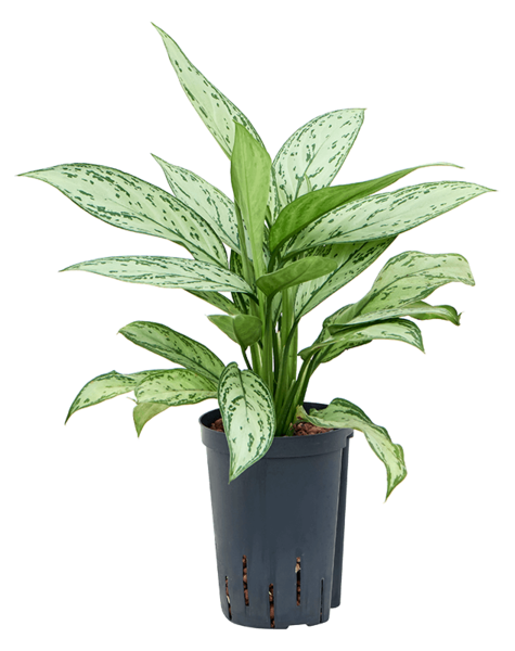 Hydroplante Aglaonema