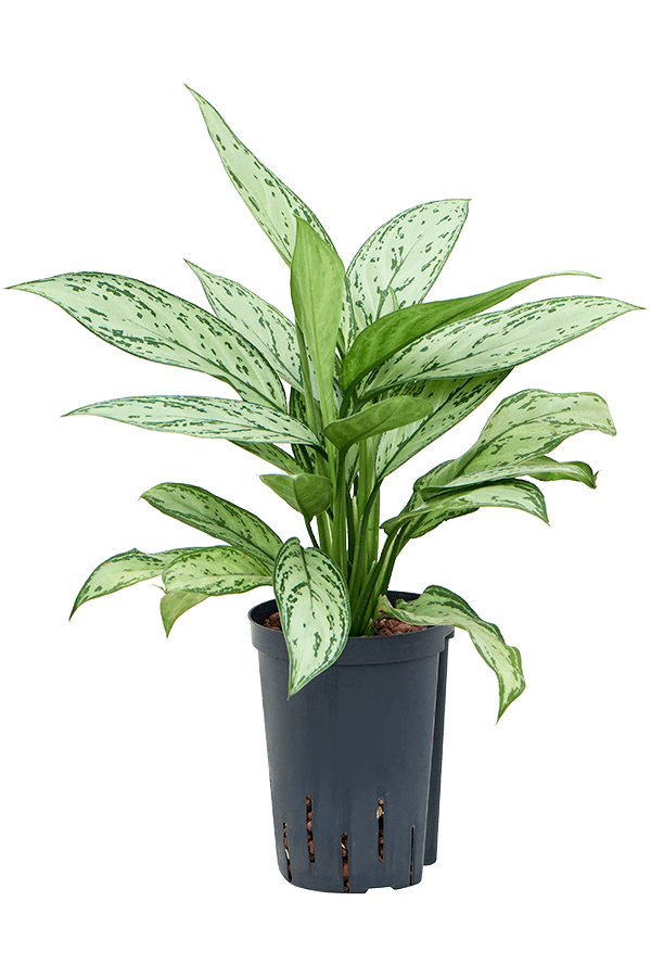 Hydroplante Aglaonema Silver Queen