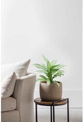 Hydroplante Aglaonema Silver Queen