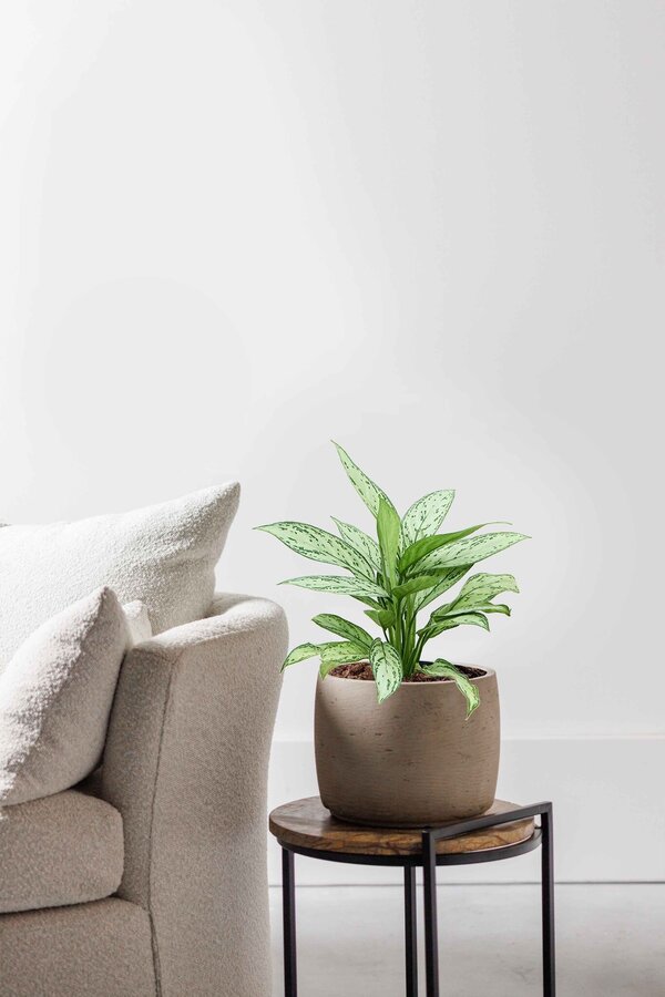 Hydroplant Aglaonema Silver Queen