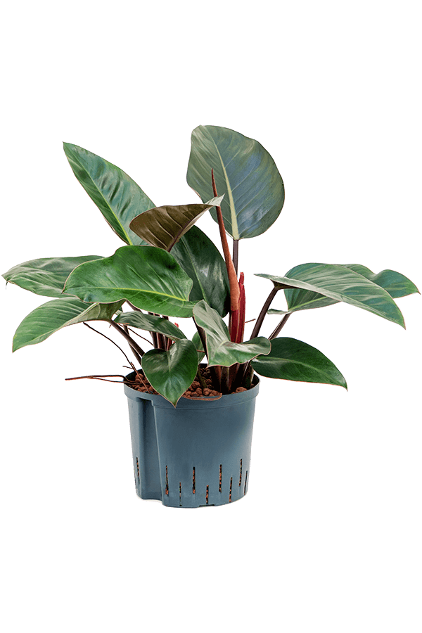 Hydroplant Philodendron Red Congo