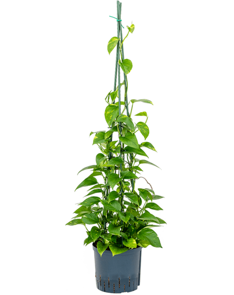 Scindapsus hydroponique