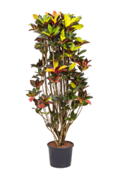 Hydroplante Croton (Codiaeum) Variegatum Mrs. Iceton