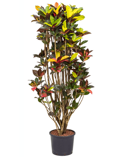 Hydroplante Croton