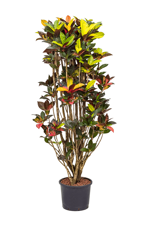 Hydroplante Croton (Codiaeum) Variegatum Mrs. Iceton