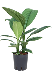 Plante hydroponique Spathiphyllum Sensation