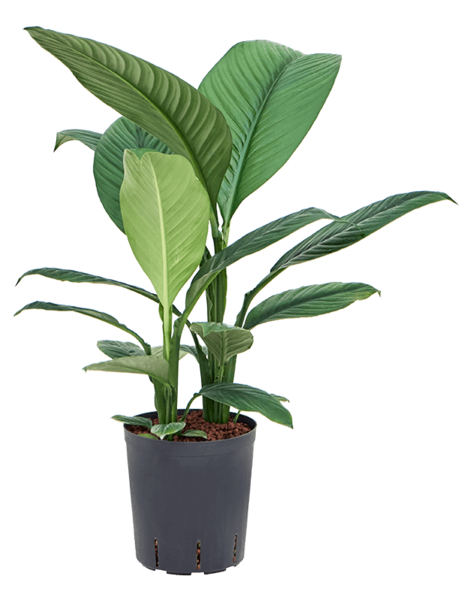 Plante hydroponique Spathiphyllum