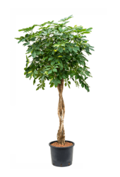 Hydroplante Schefflera Arboricola Gold Capella