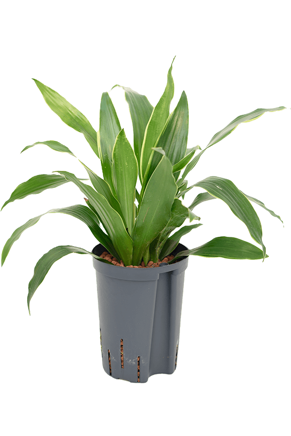 Hydroplante Dracaena Fragrans Arturo