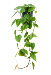Hydroplant Philodendron Scandens