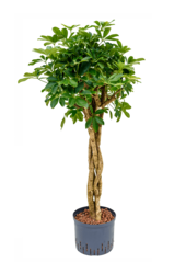 Hydroplant Schefflera Arboricola Compacta