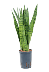Hydroplante Sansevieria Zeylanica