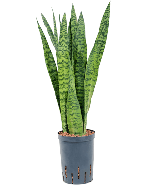 Hydroplante Sansevieria