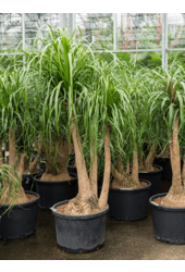 Hydroplant Beaucarnea Recurvata