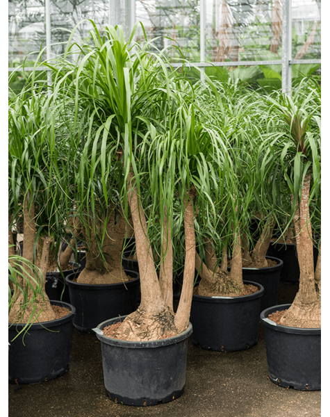 Hydroplant Beaucarnea