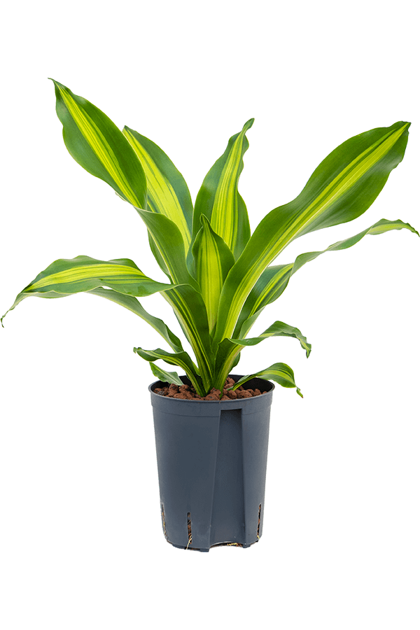 Hydroplant Dracaena Fragrans Burley