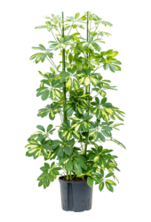 Hydroplant Schefflera Arboricola Gold Capella