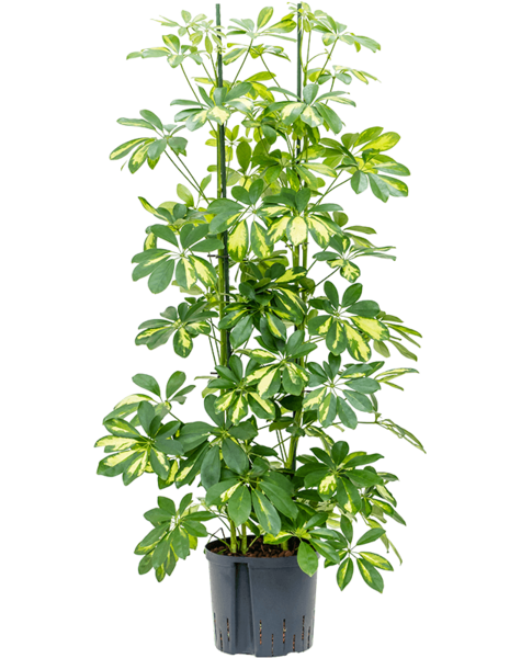 Hydroplante Schefflera