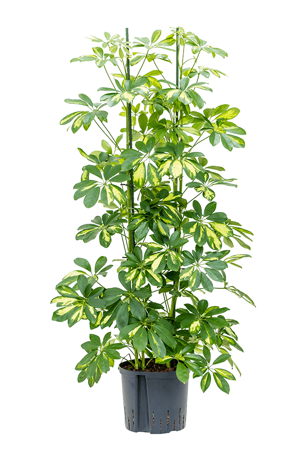 Hydroplant Schefflera Arboricola Gold Capella