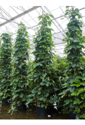 Hydroplant Tetrastigma Voinierianum