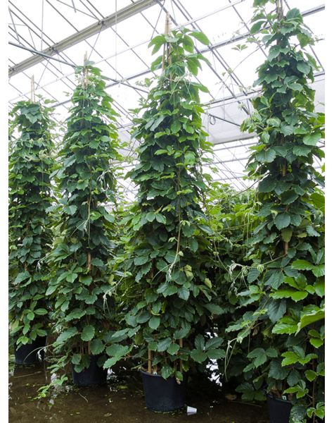 Plante hydroponique Tetrastigma