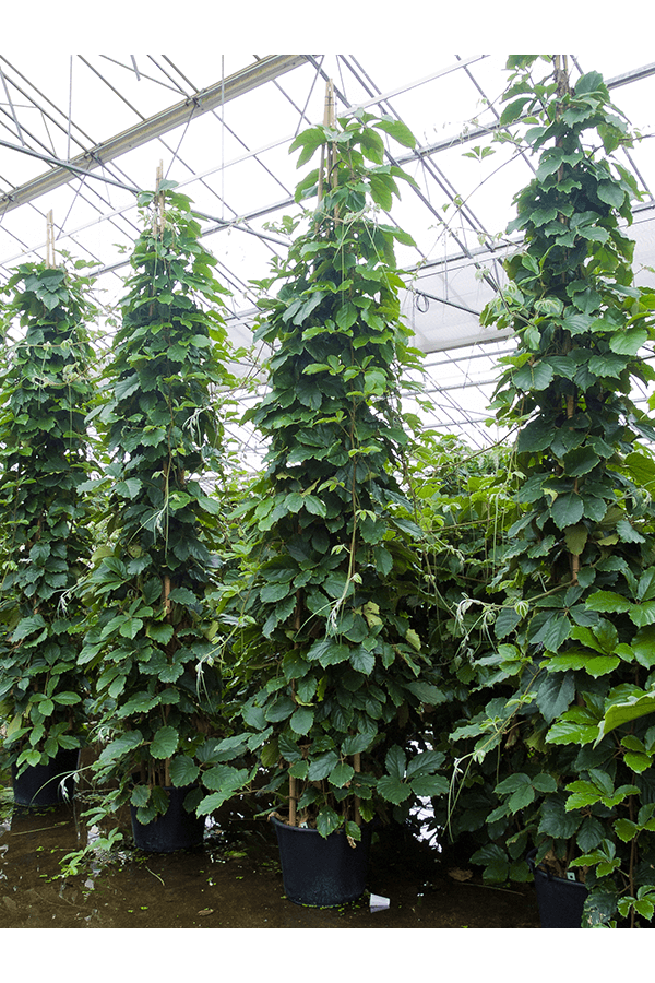 Hydroplant Tetrastigma Voinierianum