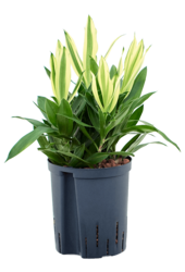 Hydroplant Pleomele (Dracaena) Reflexa Song Of Sri Lanka