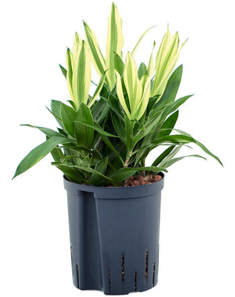 Hydroplante Pleomele