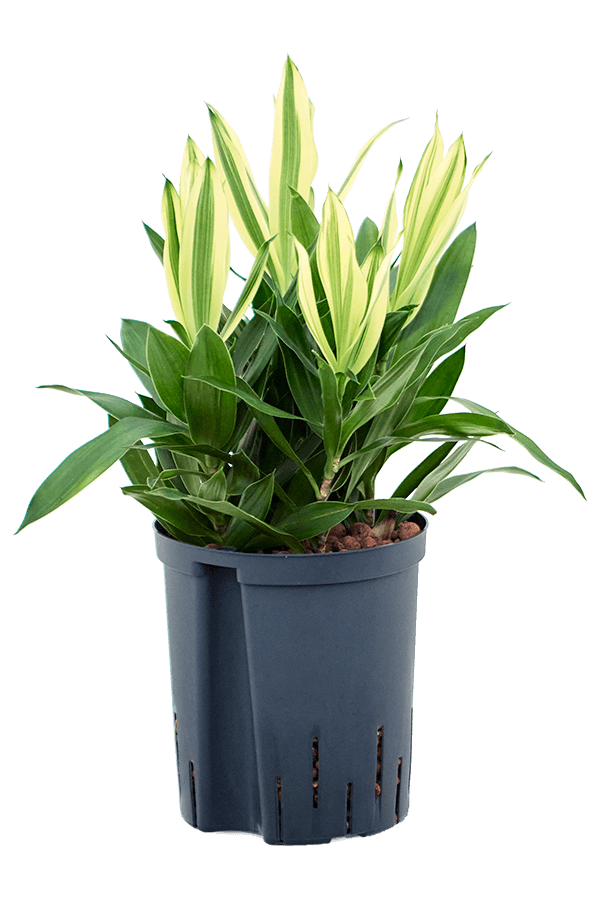 Hydroplante Pleomele (Dracaena) Reflexa Song Of Sri Lanka