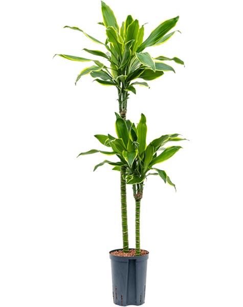 Hydroplante Dracaena