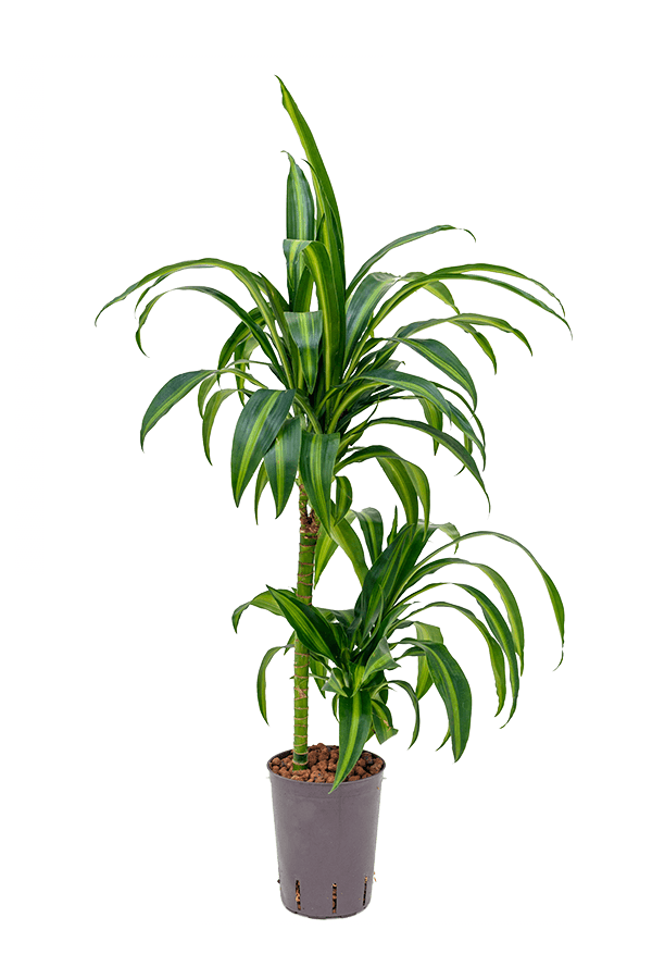 Hydroplant Dracaena Fragrans Hawaiian Sunshine
