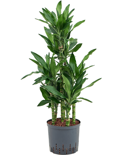 Hydroplante Dracaena