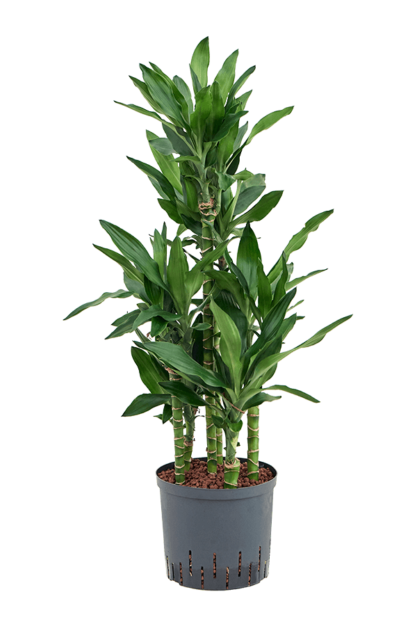 Hydroplante Dracaena Fragrans Burundii