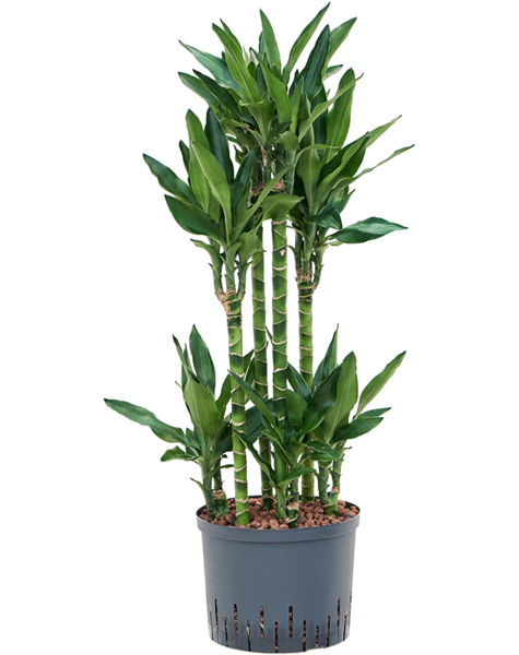 Hydroplante Dracaena