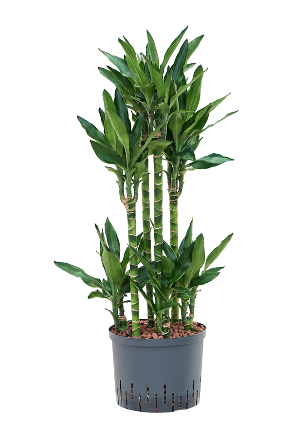 Hydroplante Dracaena Fragrans Burundii
