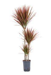 Hydroplant Dracaena Marginata Red