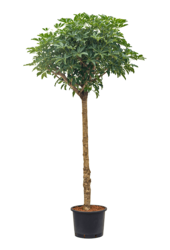 Plante hydroponique Schefflera Arboricola Compacta