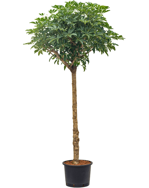 Plante hydroponique Schefflera
