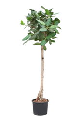 Hydroplante Ficus Benghalensis Audrey