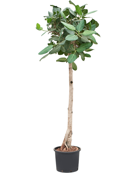 Hydroplante Ficus
