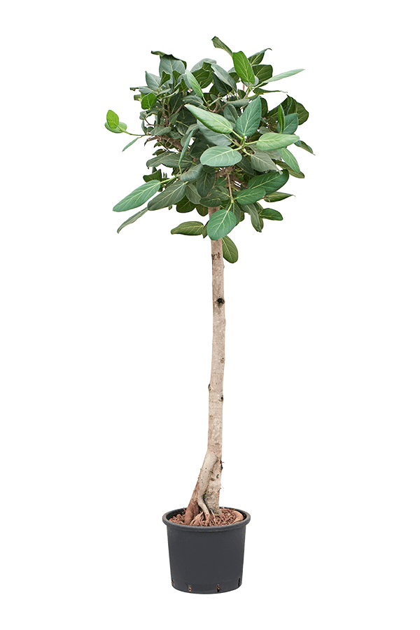 Hydroplant Ficus Benghalensis Audrey