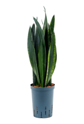 Hydroplant Sansevieria Trifasciata Black Tiger