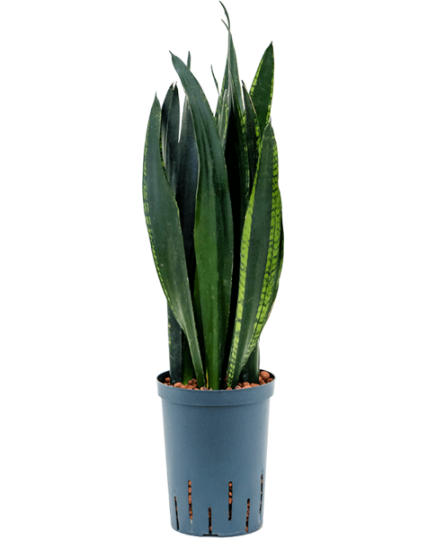 Hydroplant Sansevieria