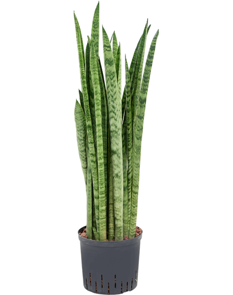 Hydroplant Sansevieria